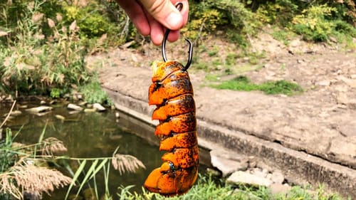 Spillway Fishing with LOBSTER!!!