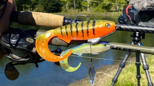 Will Fish Eat Even Bigger WhipWads?