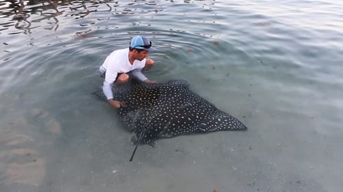 Epic Stingray Battle ft. BlacktipH