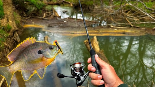 Creek Hopping for Big Sunfish