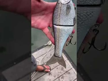 Swimbait Review: Hinkle Shad