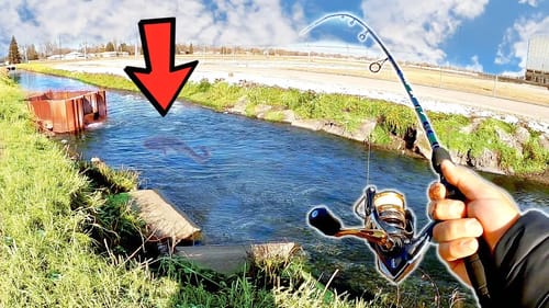 Unexpected GIANT FISH in Hot Water Discharge Canal!!