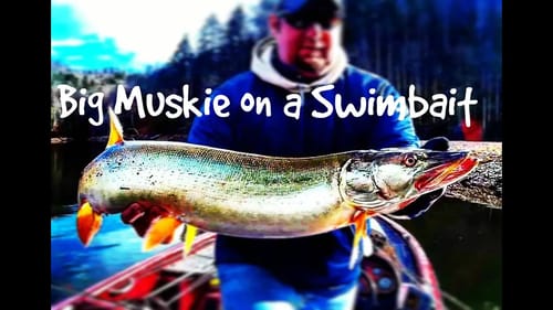 Big Muskie on a Swimbait