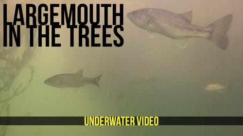 Largemouth In Trees and Corralling Threadfin Shad
