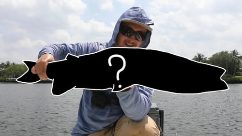 Huge Surprise Fish Destroys Live Mullet