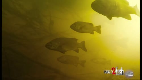 Smallmouth Bass Schooling on Trees (HD Underwater Video)