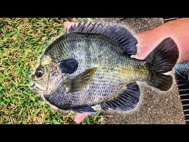 The BIG BLUEGILL are MOVING SHALLOW!