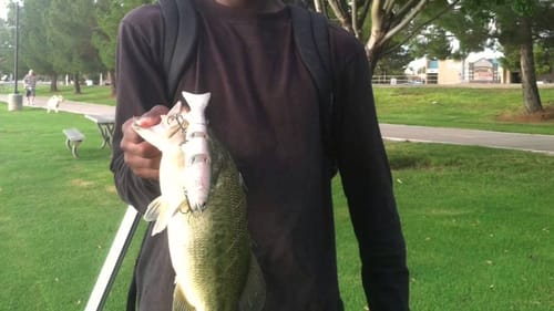 Bass Fishing With Swimbaits