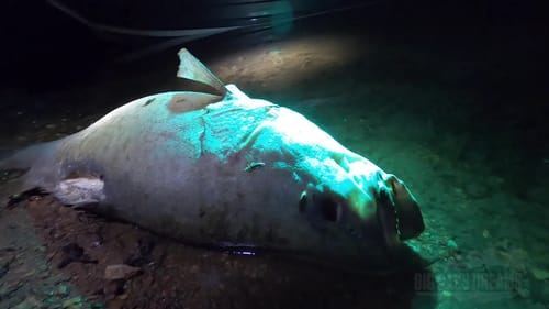 Murray Cod Massacre of Blowering Dam? Big Cod Nightmares