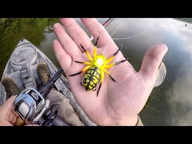 Bass Smash Spiders!