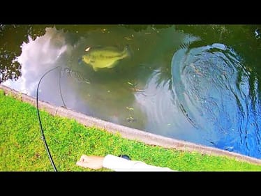 I was in SHOCK when this GIANT BASS STRUCK!!