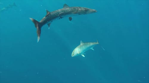 TOPWATER AMBERJACK IN THE GULF OF MEXICO