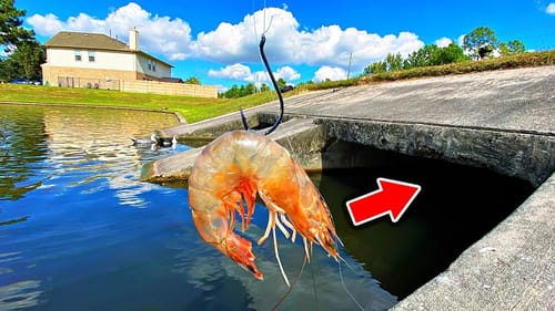 Dropping GIANT Grocery Store Shrimp into POND DRAINS! (Constant Bites!)