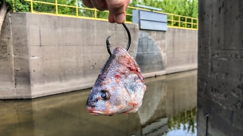 GIGANTIC BAIT Catches A MONSTER!!! (Almost Pulled Me In!) *NEW PB*