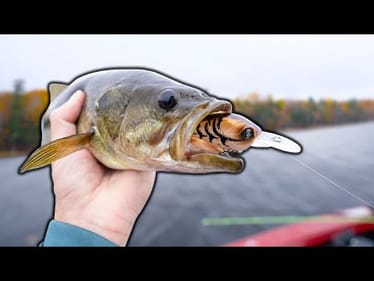 Aggressive Bass CRUSHING Cranks! -- Fall Fishing NEW LAKES