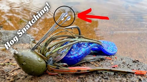 The Hog Snatcher And Meaty Chunk! The Bass Stand No Chance!