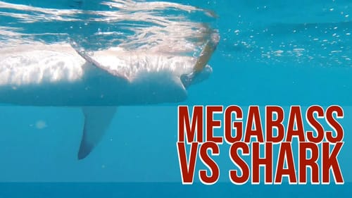 Megabass Megadog Testing on Grouper and Reef Sharks