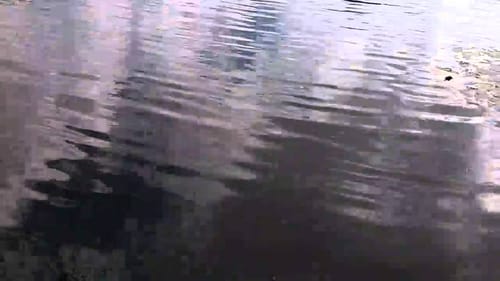Catfishing During The Winter