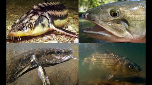5 strange North American Fish you've probably never heard of.