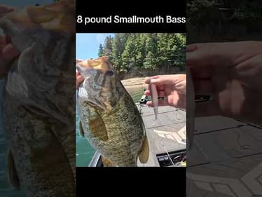8 pound Smallmouth Bass #fishing #bassfishing