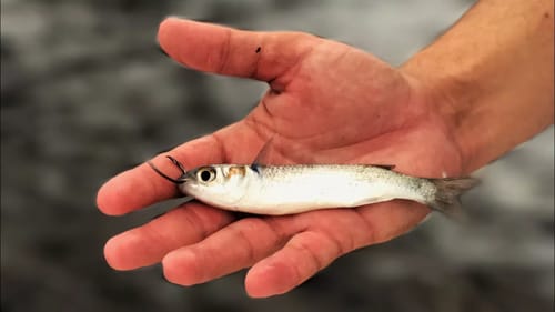 Fishing with Live Finger Mullet