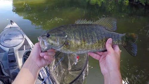 Start Of The Mayfly Hatch Smallmouth Bass