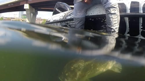 10lbs 9oz Deps Slideswimmer 250 in Texas