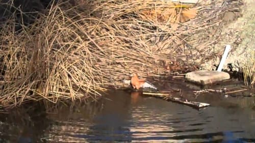 Hawk Kills Coot on Clearlake