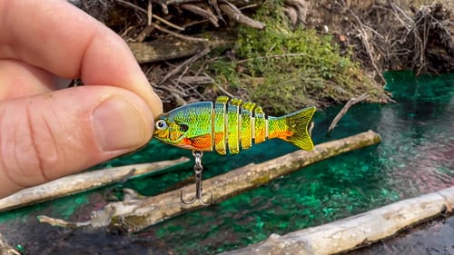 It's ILLEGAL to Keep This TINY Creek Fish!!!