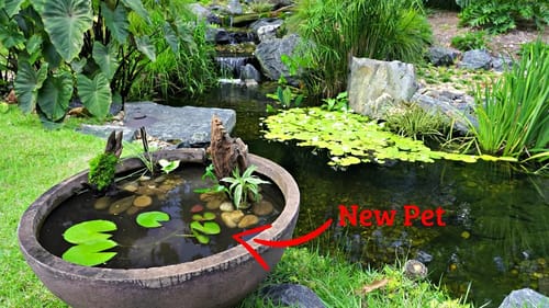 Building a Micro Pond!