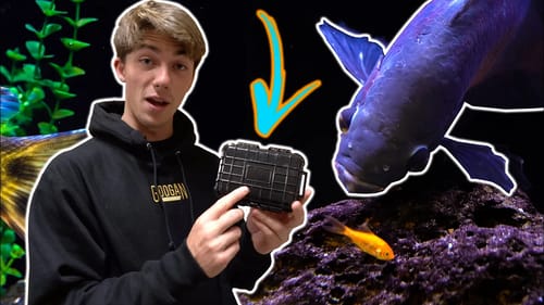Hand Feeding our GIANT EXOTIC Pet Fish (They've GROWN)