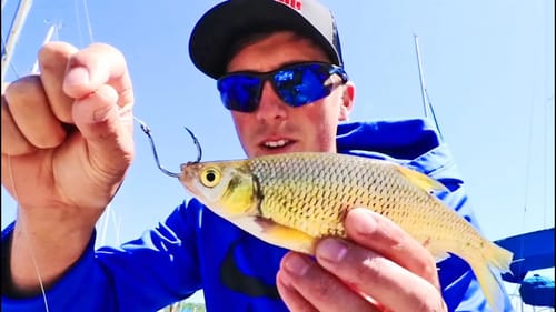 BIG BASS LOVE SHINERS! Fishing with LIVE SHINERS at MARINA!