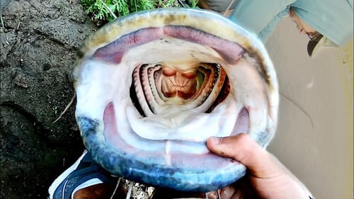 The CATFISH of a LIFETIME!! (ON ACCIDENT)