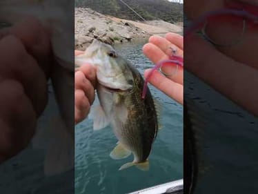 Details Matter. Especially on the fall 👌 #bassunion #bassunionjigs #bassunionguideservice