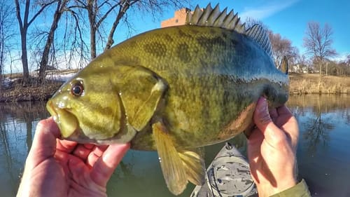 MN River Smallies In December!