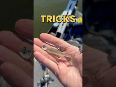 3 Tricks for Catching More Fish in the Fall #fishing #shorts