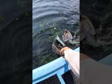 BOWFIN ON A FINESSE JIG 😳🤯 #fishing #florida #travel