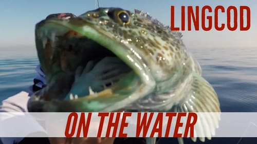 Live Mackerel for Lingcod & Vertical Jigging Megabass Maki Jigs
