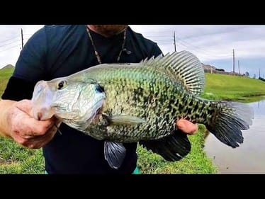CRAZY TACTIC for HUGE CRAPPIE!!!