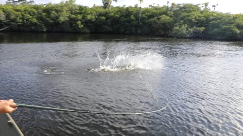 BIG Backwater Fish Eats Tiny Lure