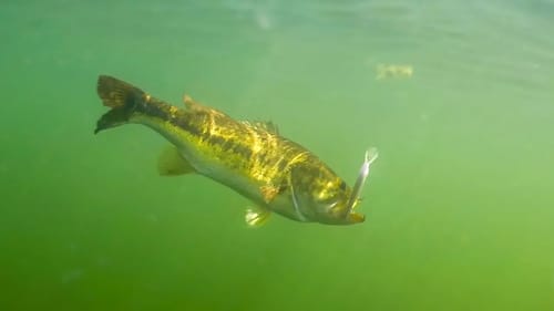 EPIC Underwater Fishing Footage - Slow Motion Jerkbait Bites!