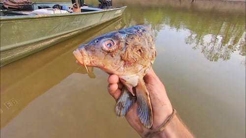 GIANT RIVER FISH eats HUGE BAIT!! (100 lbs+)