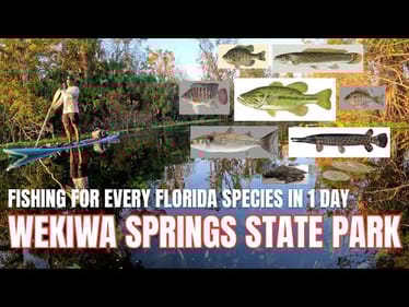 WEKIWA SPRINGS PADDLEBOARD FISHING | APOPKA, FLORIDA | MULTI-SPECIES FISHING #florida #fishing