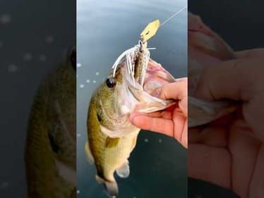 Trying Out New Chatterbait Trailer 🤌