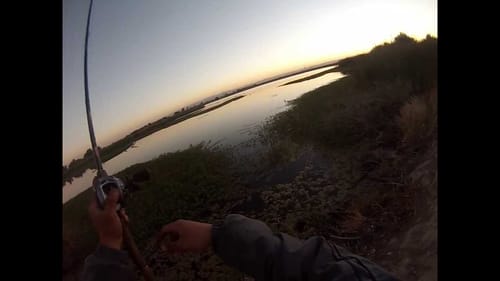 Mendota Bass Fishing-Topwater Frog