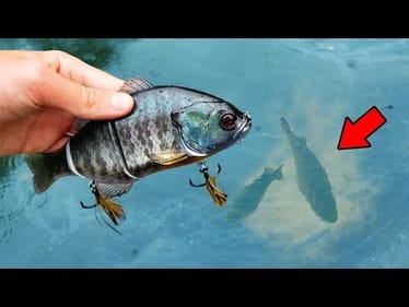 MASSIVE Swimbait for HUGE Bedding Bass