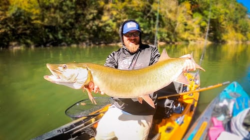 TWO BIG MUSKY from the Kayak! Southern Musky Fishing!