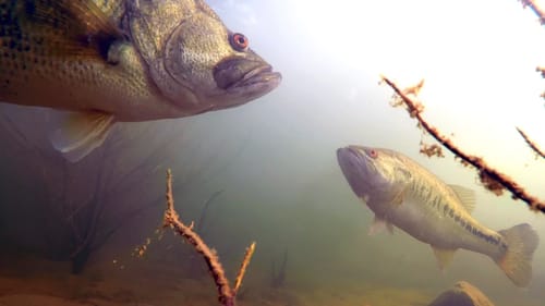 Want To Catch A Record Fish? Here's How!