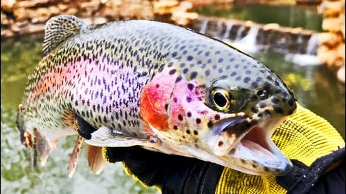 Trout Fishing KRUG PARK! Missouri Rainbow Trout in Saint Joseph!