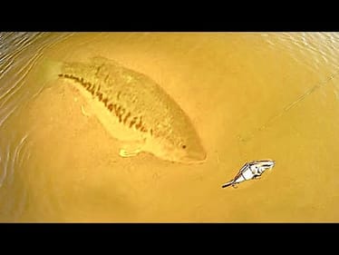 Dropping a SWIMBAIT on a BEHEMOTH BASS!!